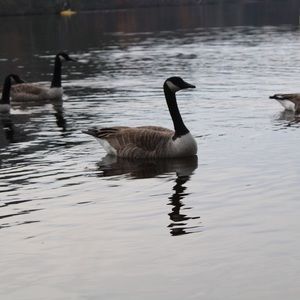 Meet your Posher, Rafael